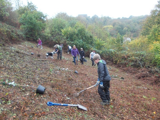 Apple orchard planting 1